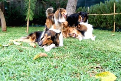 Close-up of dogs on field