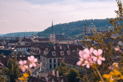 High angle view of prague through flowers 