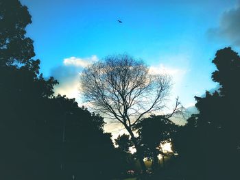 Low angle view of silhouette bare tree against sky