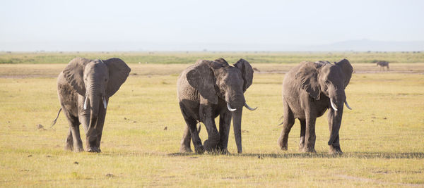 View of elephants on field