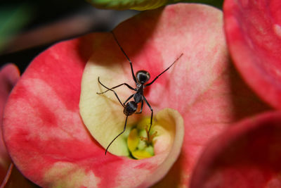 Close-up of insect on red flower