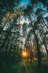 Sunlight streaming through trees in forest against bright sun