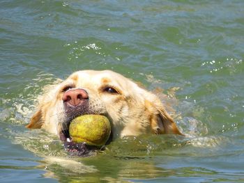 High angle view of golden retriever playing with ball in water