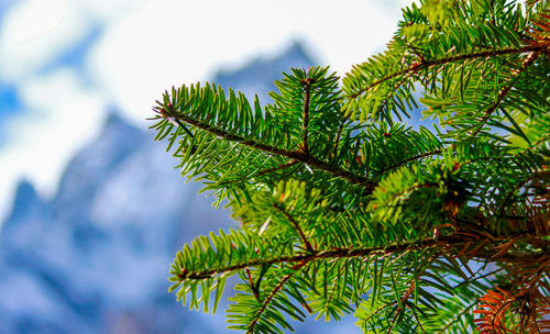 Conifer tree and mountains