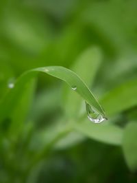 Close-up of water drops on leaf