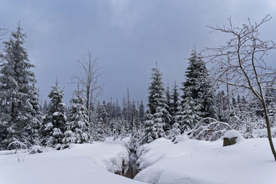 Winter landscape in harz national park