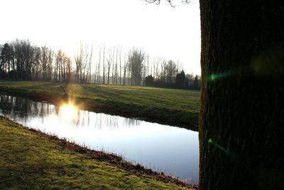 Sun shining through trees on grassy field