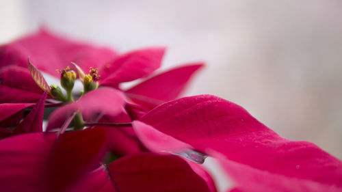 Close-up of plant with red leaves