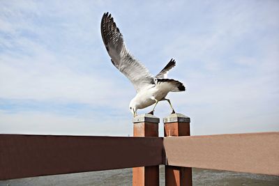 Low angle view of seagull flying