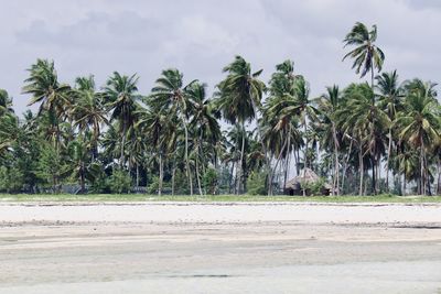 Palm trees on beach against sky