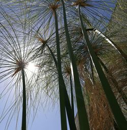 Low angle view of palm tree against sky