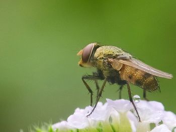 Close-up of insect on flower