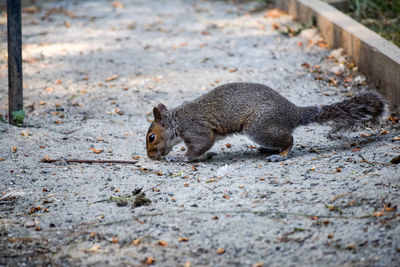 Squirrel on ground