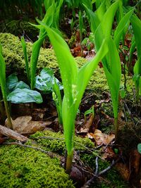 Close-up of plants growing on field