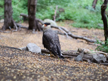 Pigeon perching on a land