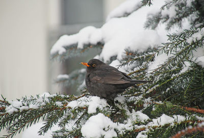 Close-up of bird perching on twig during winter