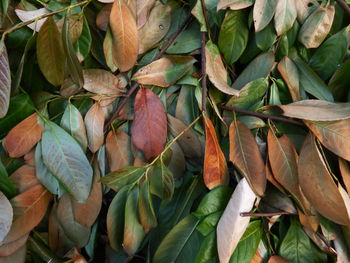 Full frame shot of leaves