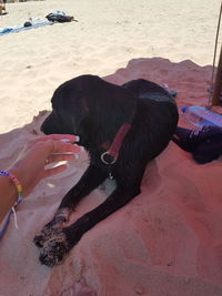 Man with dog on sand at beach