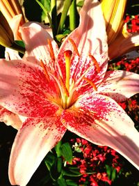 Close-up of day lily blooming outdoors