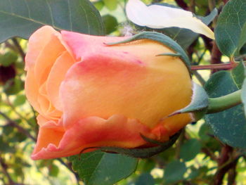 Close-up of flower blooming outdoors