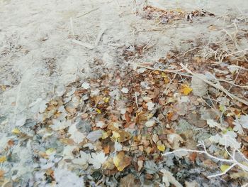 Full frame shot of autumnal surrounded by dry leaves