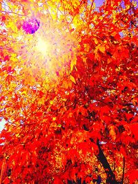 Low angle view of tree branches