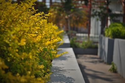 Close-up of yellow flowering plant on footpath