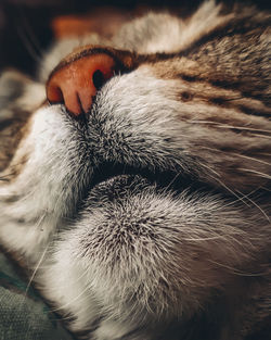 Close-up of cat sleeping