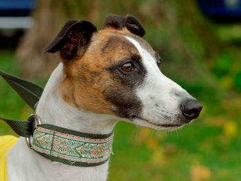 Close-up of dog looking away