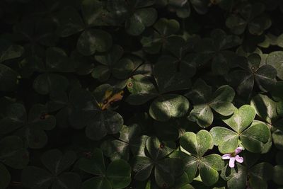 High angle view of green leaves on plant