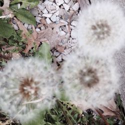 Close-up of dandelion