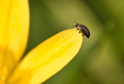 Close-up of bee on yellow flower