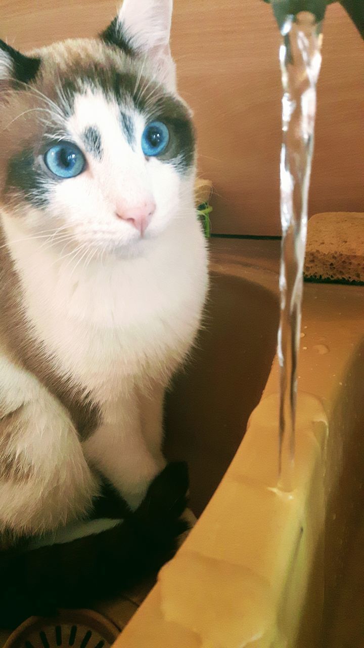 CLOSE-UP PORTRAIT OF A CAT