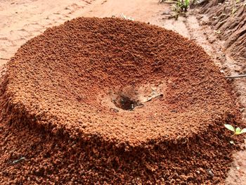 High angle view of ant on sand