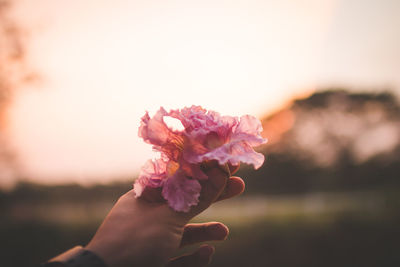 Close-up of hand holding pink flowering plant