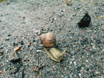 High angle view of snail