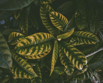 High angle view of leaves on plant