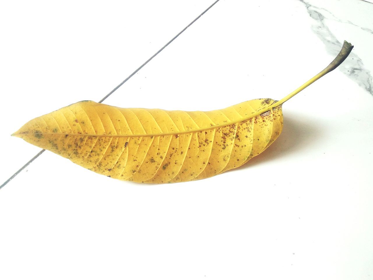 banana, yellow, produce, food, fruit, food and drink, plant, indoors, healthy eating, white background, no people, studio shot, leaf, wellbeing, horn, close-up, freshness, single object, cooking plantain