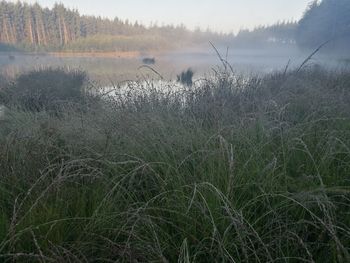 Grass growing by lake against sky