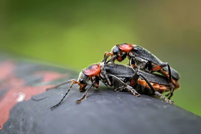 Close-up of insect