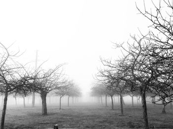 Bare trees on landscape