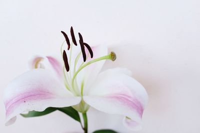 Close-up of pink rose flower over white background