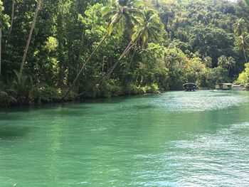 Scenic view of river amidst trees in forest