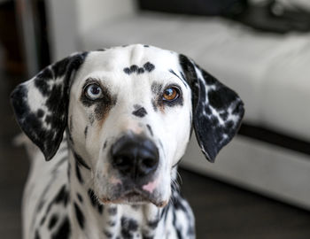 Close-up portrait of dog at home