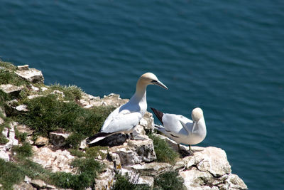 High angle view of birds on rock by lake