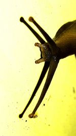 Close-up of insect on leaf