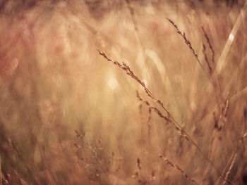 Close-up of stalks in field