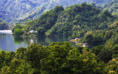 Scenic view of lake in forest