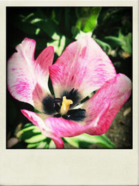 Close-up of pink flowers