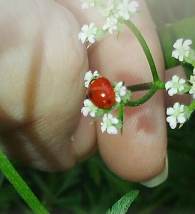 CLOSE-UP OF WOMAN WITH FLOWERS